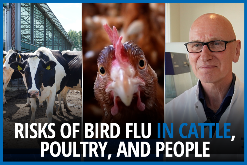 VIDEO: Risks of H5N1 bird flu in dairy & people