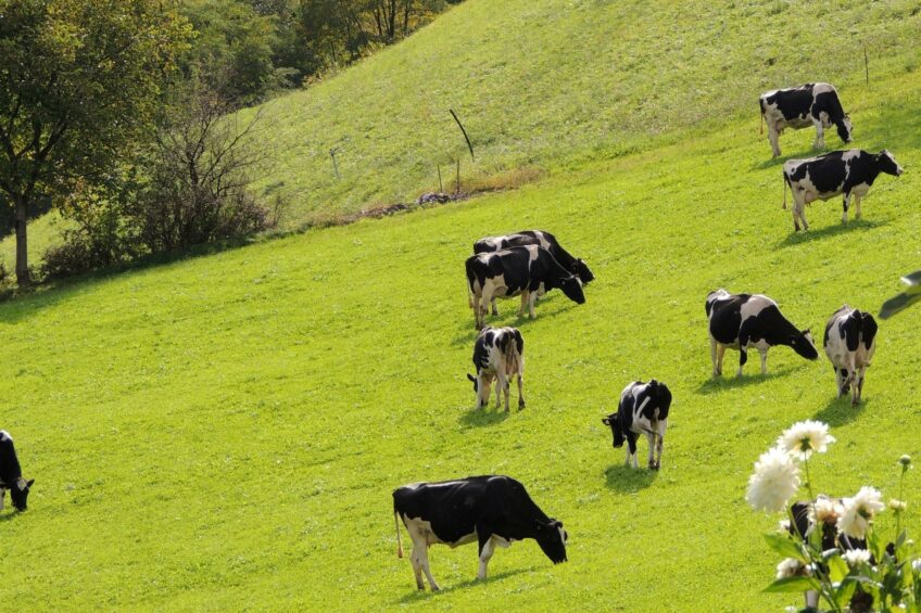 Mitigating methane production in the dairy cow’s rumen