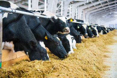 Magnesium: The cornerstone to animal health