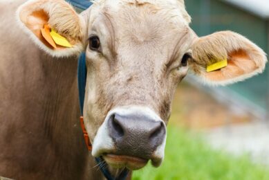 Balkan region: A tough time for dairy