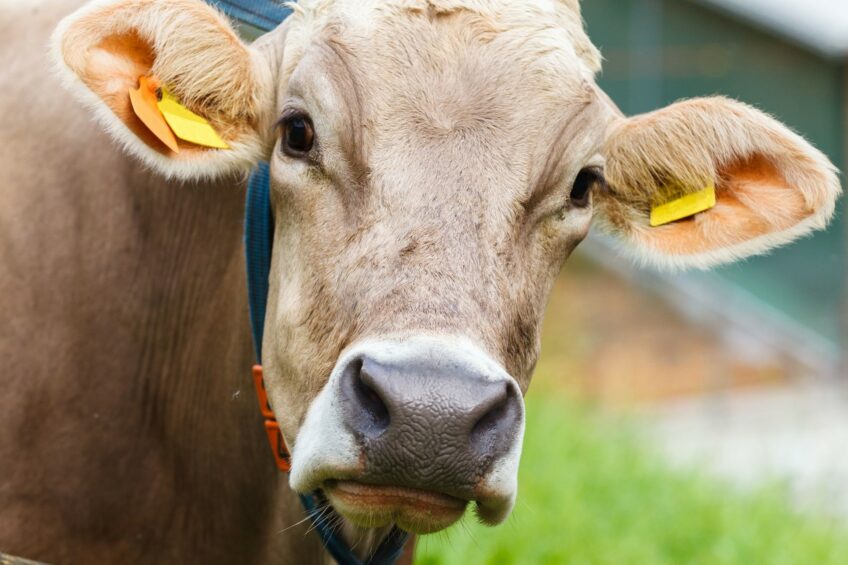 Balkan region: A tough time for dairy