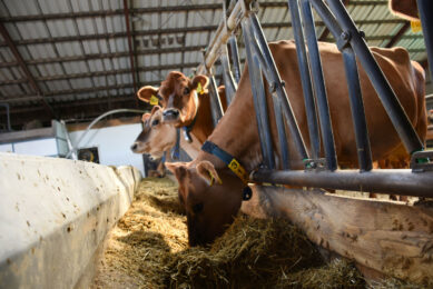 Danish farmers will be charged a carbon tax from 2030, with the goal of reducing emissions in the agricultural sector. Photo: Chris McCullough