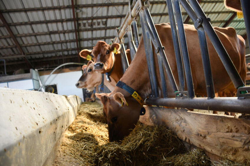Danish farmers will be charged a carbon tax from 2030, with the goal of reducing emissions in the agricultural sector. Photo: Chris McCullough
