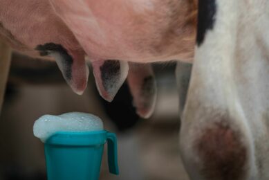 Best practices and benefits of a pre-milking routine