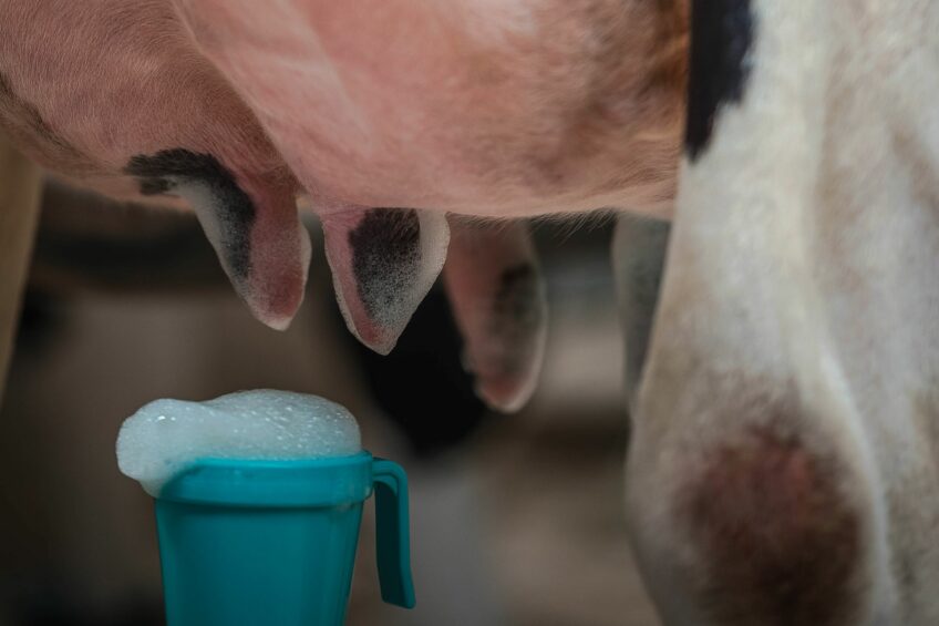 Best practices and benefits of a pre-milking routine
