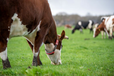 In 2023, 8% of Victoria’s dairy farmers quit the business. Across the nation, milk production has shrunk to its lowest level in 30 years. Photo: Canva