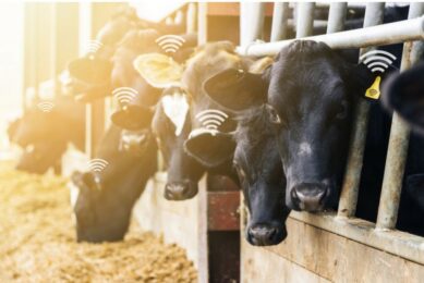 The dairy barn of the future is taking shape
