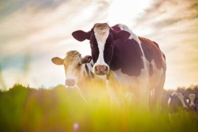 <i class="">Additional land may be required to help build forage stocks to provide additional cover in drought periods. Photo: Canva<span class=""> </span></i>