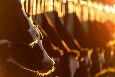 Thai Huong, founder of TH Group, said that the Russian dairy market offered major development potential in light of Western sanctions. Photo: Canva