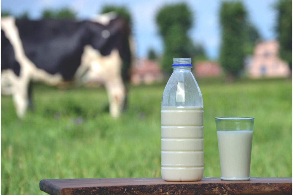 Mastitis has a minor impact on the total milk protein percentage; however, it drastically alters the composition of milk protein. Photo: Canva