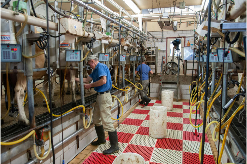 Increasing milking frequency to up to 3 times per day increases milk yield. Photo: Canva
