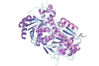 Molecular structure of ZENzyme - an enzyme which detoxifies zearalenone by breaking of the lactone ring.