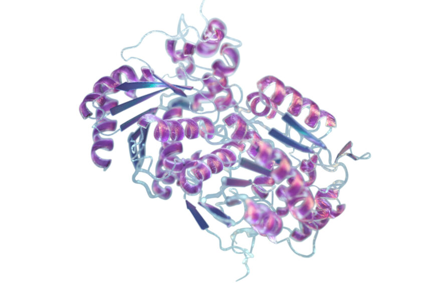 Molecular structure of ZENzyme - an enzyme which detoxifies zearalenone by breaking of the lactone ring.
