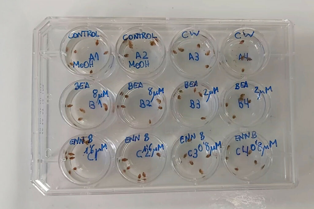 Daphnia magna of 26 days old. Photo: Ana Juan-García