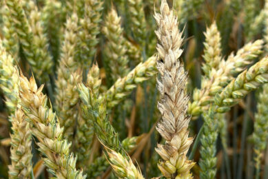 Visual presentation of FHB in the field. Photo: UGent University