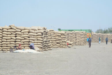 Sudan 2020, crops in a large grain market are being stored improperly, in the open air and subject to conditions that increase mycotoxin concentrations. Photo: Alejandro Ortega-Beltran