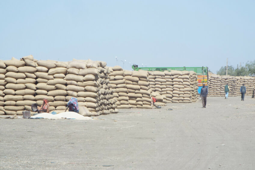 Sudan 2020, crops in a large grain market are being stored improperly, in the open air and subject to conditions that increase mycotoxin concentrations. Photo: Alejandro Ortega-Beltran
