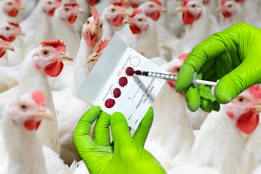 Full panel of mycotoxins analysed with FTA cards. Only 1 drop of blood is enough to analysis 36 different mycotoxin biomarkers. Photo: Innovad Group