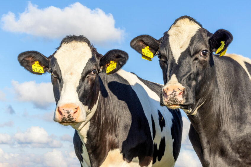 A new programme from Trouw Nutrition supports ruminants across every life stage with integrated proven sustainability practices and tools. Photo: Shutterstock