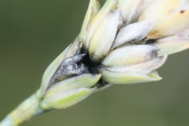 Photo: Trouw Nutrition