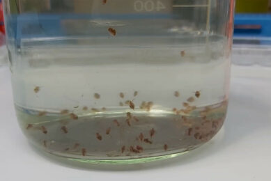 Adult Daphnia magna invertebrates. Photo: Ana Juan-García
