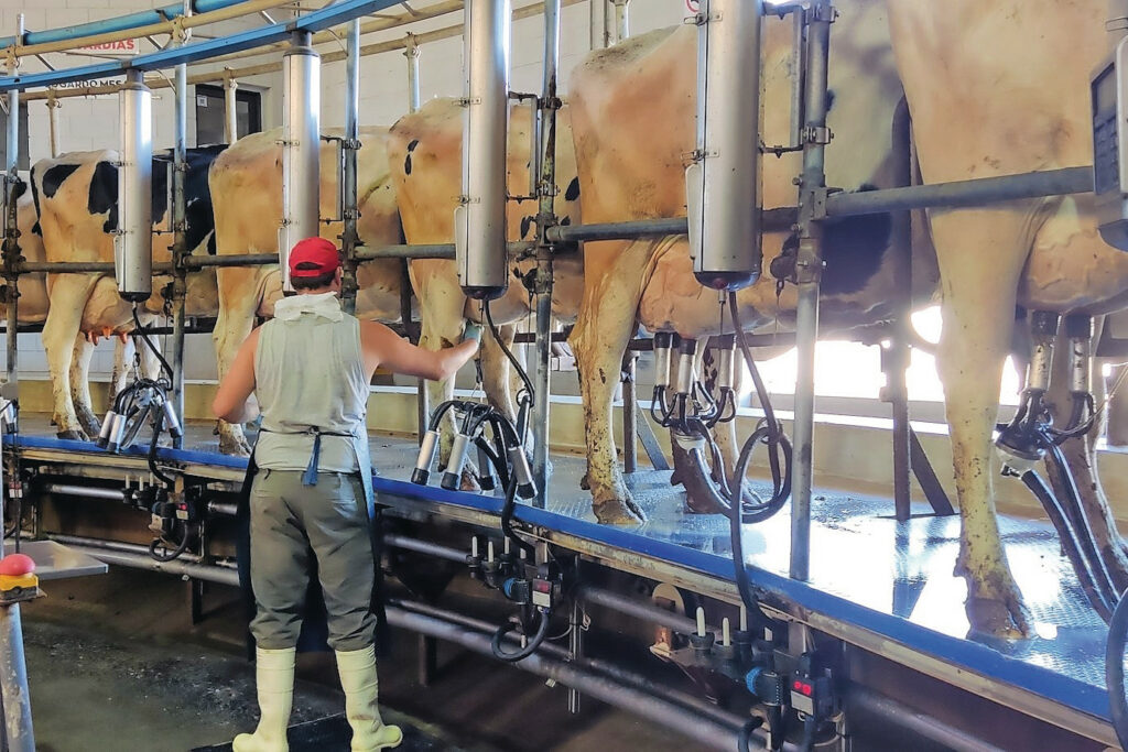 Milking takes place 3 times a day in a 40-stand carousel that runs almost continuously. Keeping more animals is not possible at the moment.