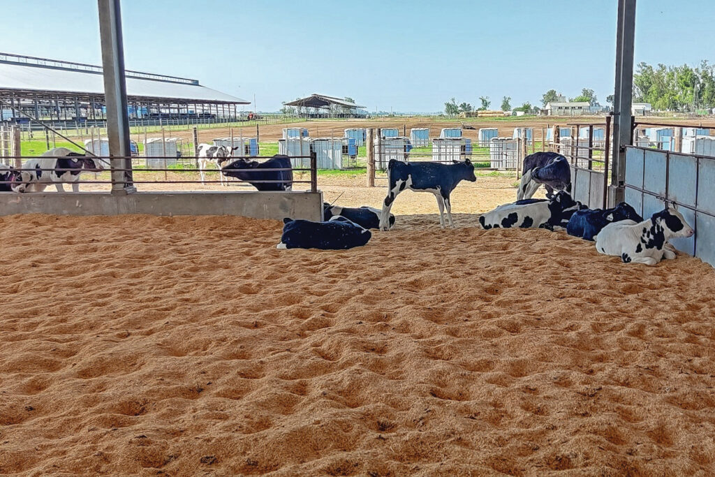 The young cattle have access to the free-range barn. The dairy cows do not have access to the free-range stable.