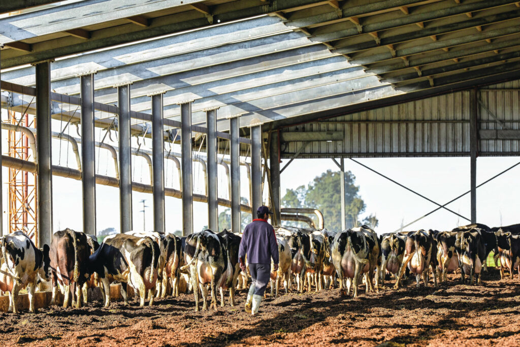 All cows are housed year round in free-range barns with compost floors. The cows stay in a fresh group for the first 15 days after calving, after which they go to the high-production group of heifers or the group with older calves.