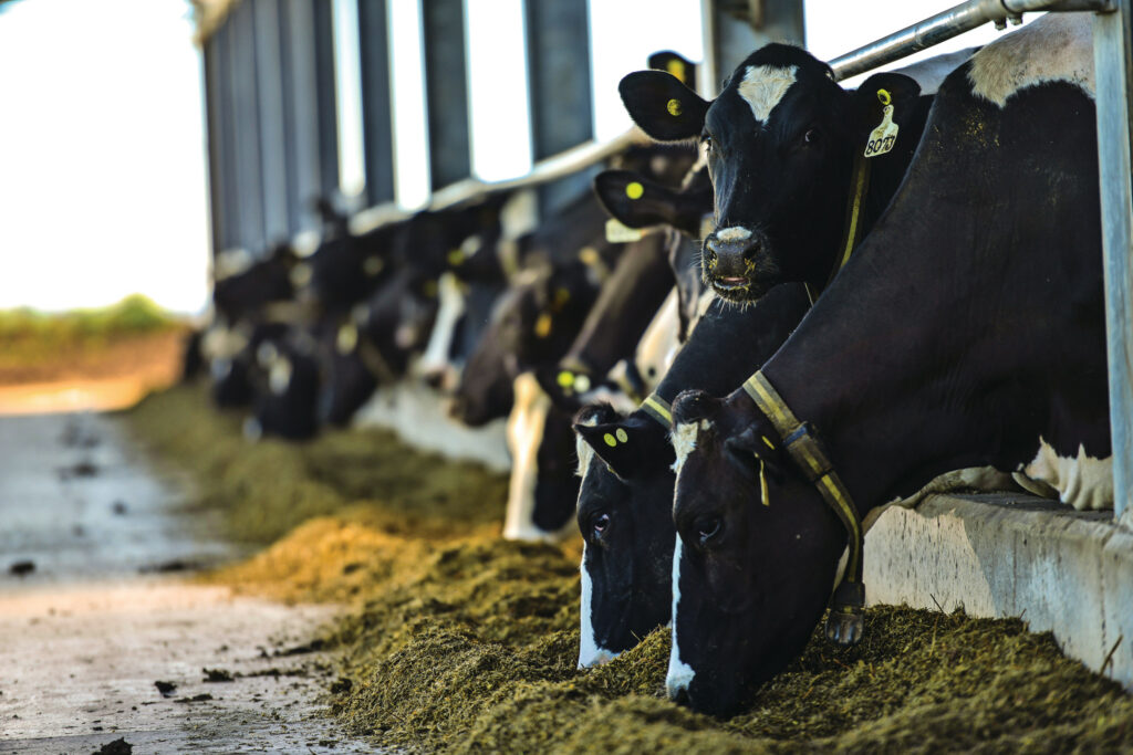 The basis of the ration is maize, sorghum and alfalfa silage.