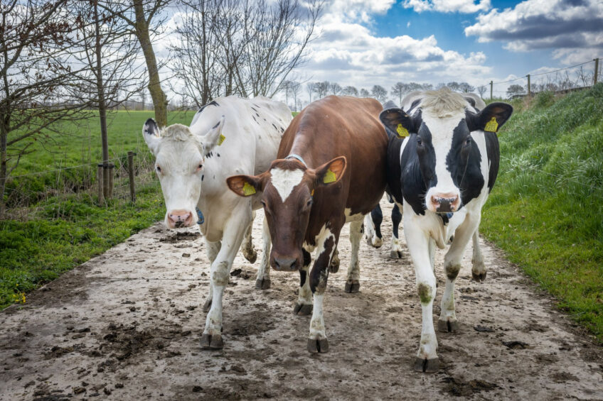 The structure and density of FMD-susceptible species populations play an important role in disease spread and the choice of a control strategy. Photo: Peter Roek