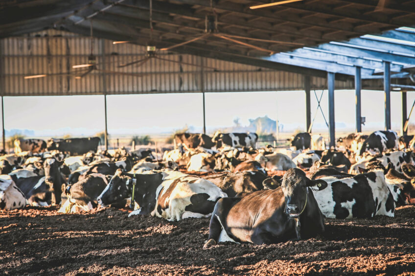 At Grupo Chiavassa, the barns house 1,700 Holsteins and their young cattle. The family business shows how tradition and innovation can coexist in perfect harmony. Photos: Nicolás d'Allessandro