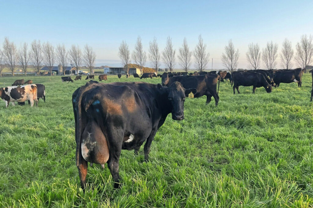 The cows are in one group. The average production in 2023/2024 was 443 kgs of fat and protein.