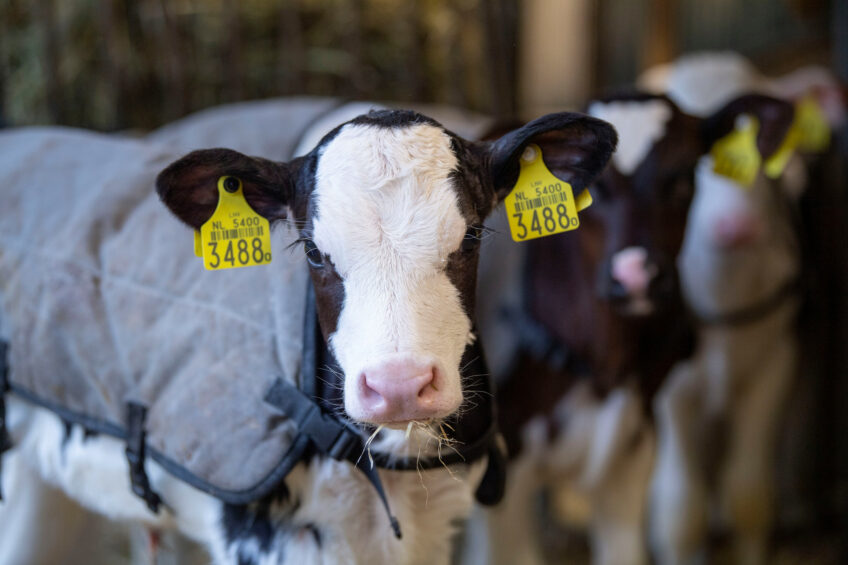 Subclinical pneumonia is common in the UK’s population of dairy-born calves, but diagnosis could easily be missed if stakeholders only observed clinical signs. Photo: Mark Pasveer