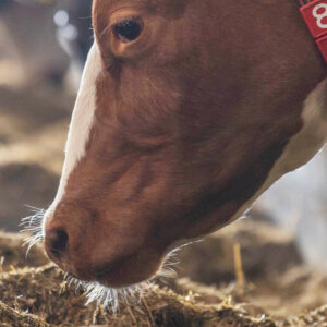 By optimising feed use, the system aims to improve efficiency, lower costs, and minimise nutrient waste. Photo: Mark Pasveer