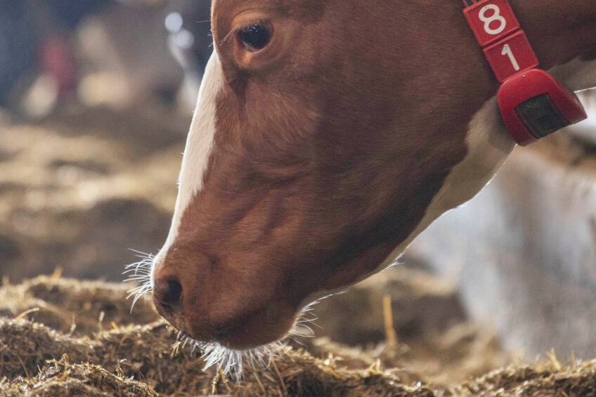 By optimising feed use, the system aims to improve efficiency, lower costs, and minimise nutrient waste. Photo: Mark Pasveer