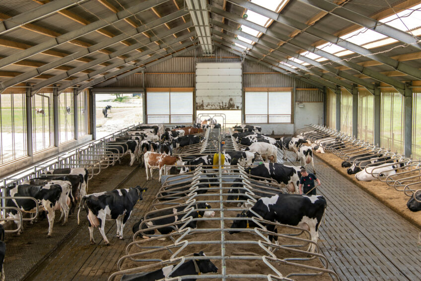 Researchers will be seek to understand bird flu transmission and to mitigate the impact of the disease in dairy herds and the livestock sector as a whole. Photo: Mark Pasveer