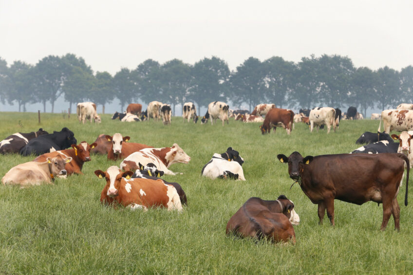 This collaborative project in the UK will demonstrate the practicalities and measure the impact of putting multiple carbon reduction strategies in place, while also reducing the nitrogen and phosphorus balances on local dairy farms. Photo: Hans Prinsen