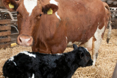 The periparturient period is a time of high demand, during which a shortage of vital nutrients needed for production and body maintenance can disrupt homeostasis. Photo: Mark Pasveer