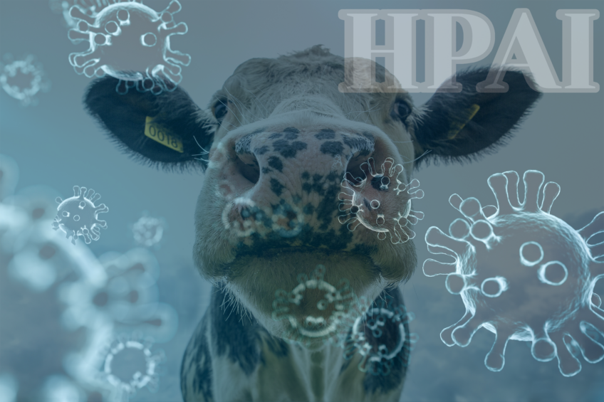 The state of California has confirmed the most cases of highly pathogenic avian influenza in dairy cows to date. Photo: Canva