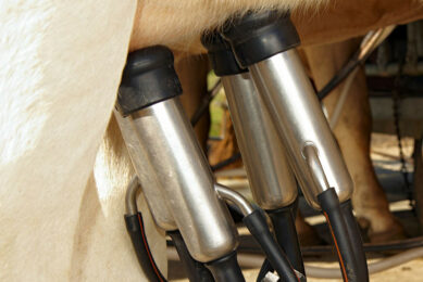 Advanced liner and cluster solutions can be instrumental in improving milk yield and quality as they facilitate automatic dipping and flushing. Photo: Canva