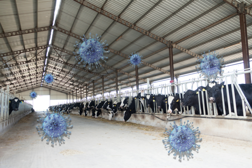 Dairy farmers worldwide must evolve alongside the threat of viruses. Photo: Canva