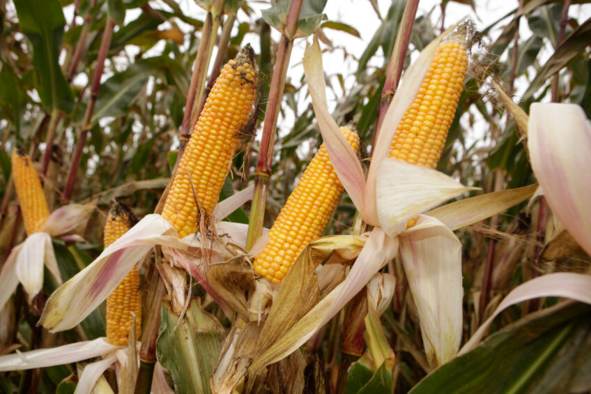 Levels of mycotoxins taken in the 1,087 samples covering China and Asia saw consistent rises in contaminated samples across the mycotoxins studied. Photo: Michel Zoeter