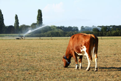 The study revealed significant changes in fertility traits when dairy cows were exposed to heat stress. Photo: Henk Riswick