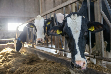 Cows fed a diet, containing 15% whole cottonseed produced milk with 0.2% more fat and produced 5% more milk fat per day than cows not receiving cottonseed. Photo: Peter Roek