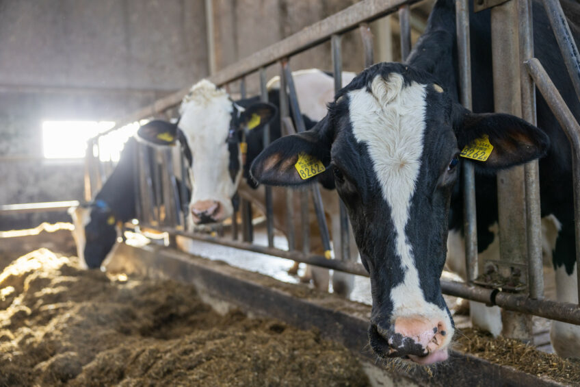Cows fed a diet, containing 15% whole cottonseed produced milk with 0.2% more fat and produced 5% more milk fat per day than cows not receiving cottonseed. Photo: Peter Roek
