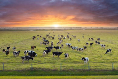 Balancing amino acids through precision nutrition offers dairy farmers a powerful lever to achieve both environmental and economic sustainability. Photo: Shutterstock