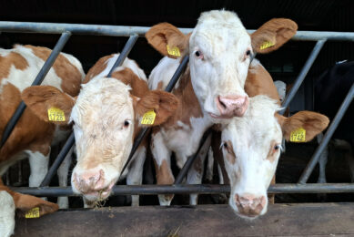 Magnesium is an essential mineral that directly influences cattle performance. Photo: Natalie Kinsley