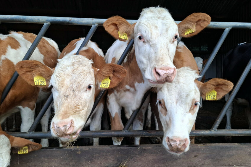 Magnesium is an essential mineral that directly influences cattle performance. Photo: Natalie Kinsley