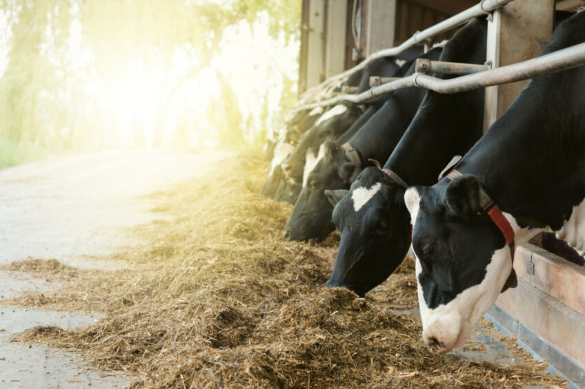 Magnesium plays a crucial role in mitigating heat stress by supporting muscle relaxation and nervous system function. Photo: Adobe Stock