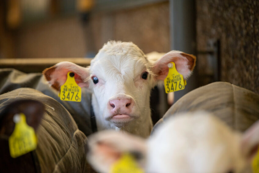 Dietary alterations including adding high-quality liquid feed, readily fermentable carbohydrates, high-graded forage, probiotics, and volatile fatty acids improves early rumen development in dairy calves. Photo: Canva